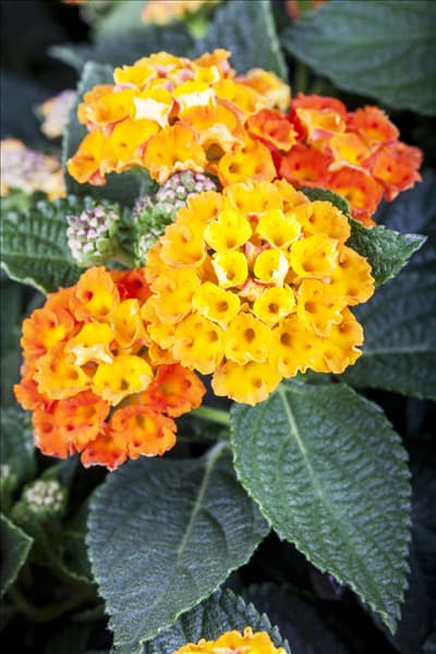 Lantana camara