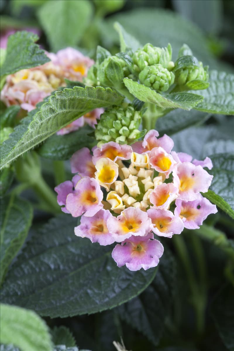 Lantana camara