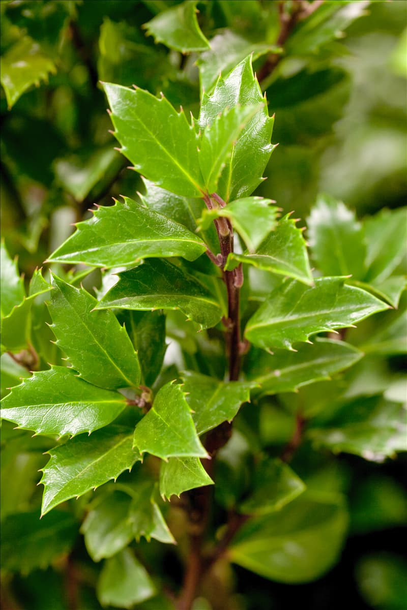 Ilex meserveae 'Heckenpracht'(s)
