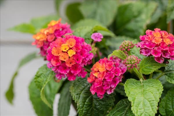 Lantana camara 'Havana'