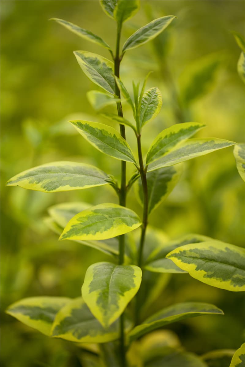 Ligustrum ovalifolium 'Aureum'