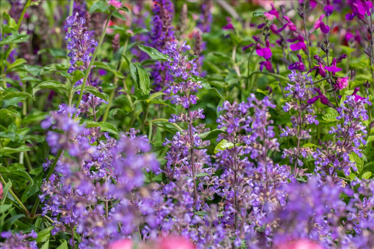 Nepeta 'Cat´s Meow'