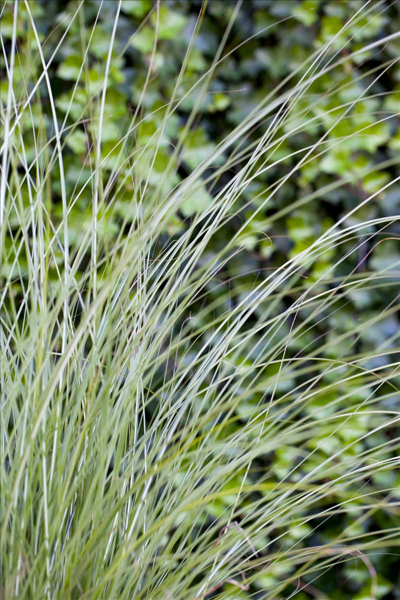 Miscanthus sinensis 'Gracillimus'