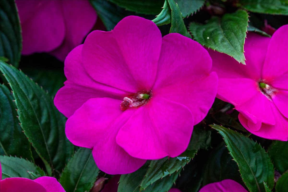 Impatiens neuguinea