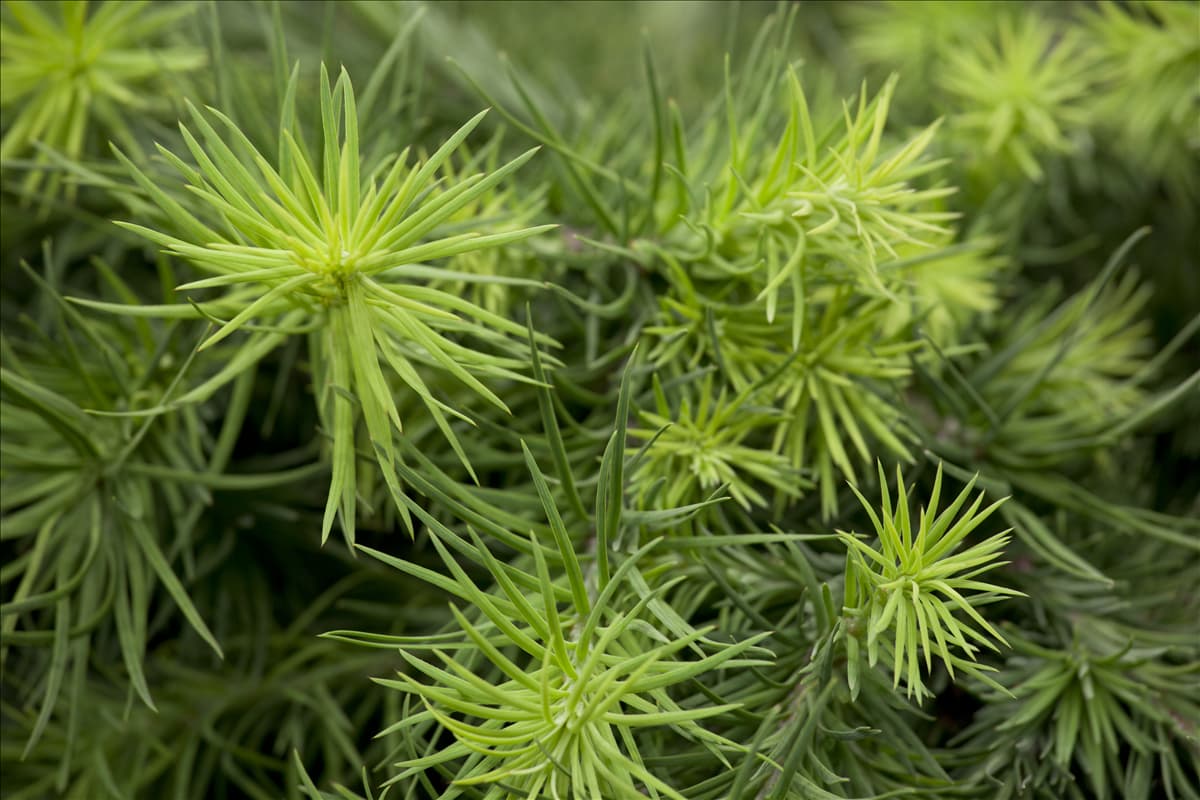Larix kaempferi 'Blue Dwarf'
