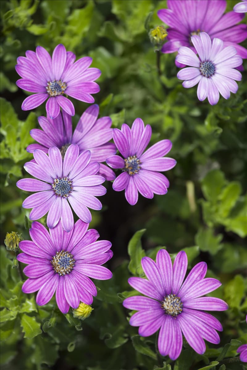 Osteospermum ecklonis