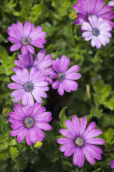 Osteospermum ecklonis