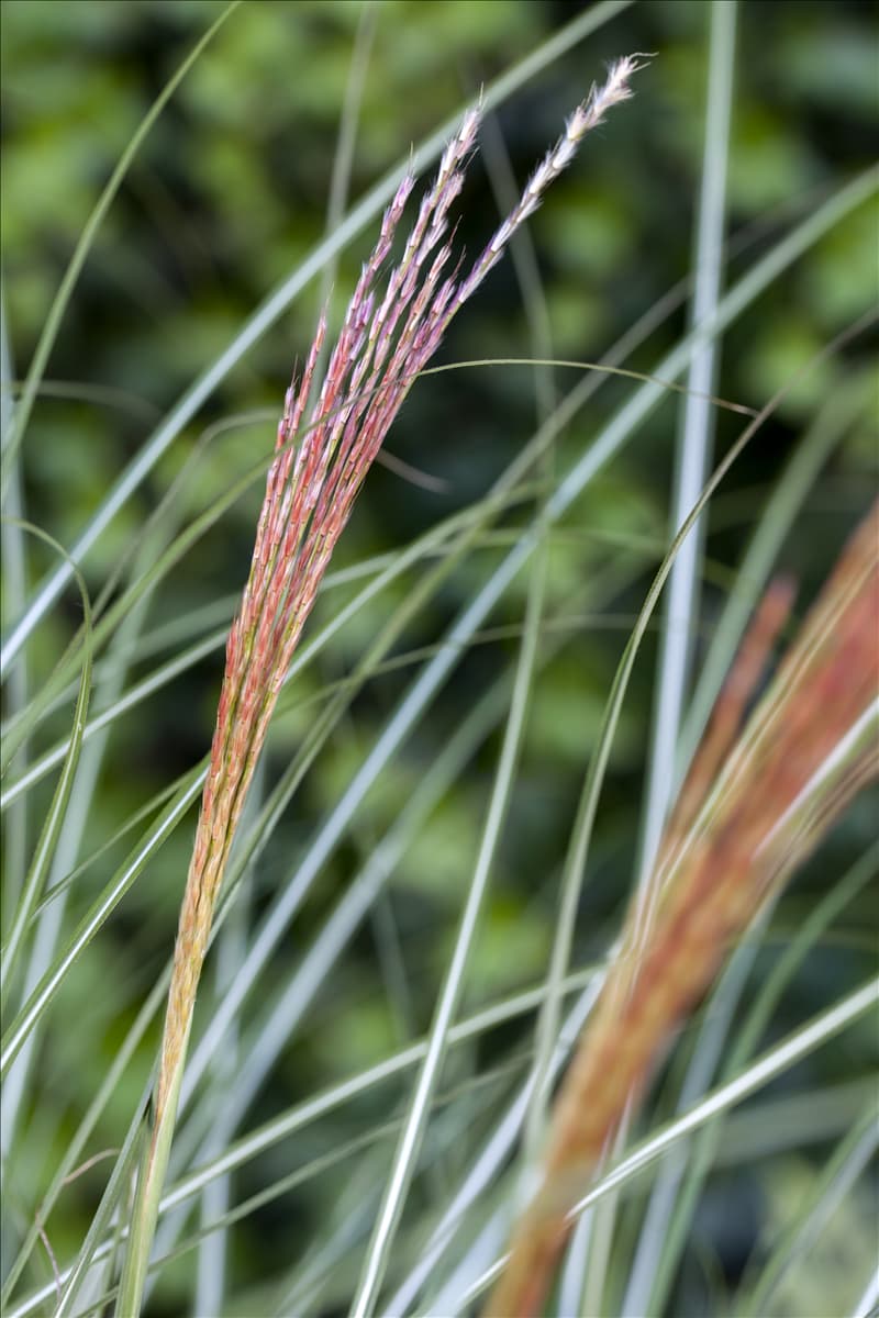 Miscanthus sinensis 'Kleine Silberspinne'