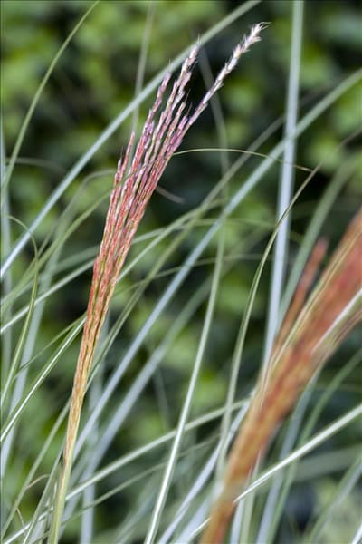 Miscanthus sinensis 'Kleine Silberspinne'