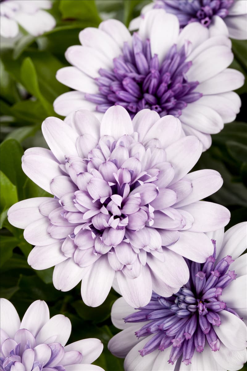 Osteospermum 'FlowerPower'®