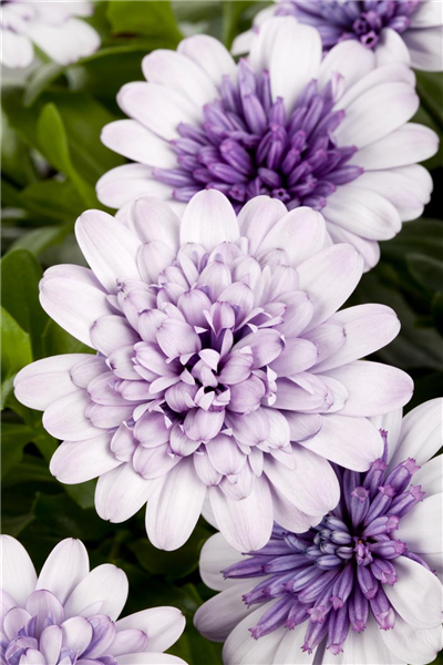 Osteospermum ecklonis 'FlowerPower'®