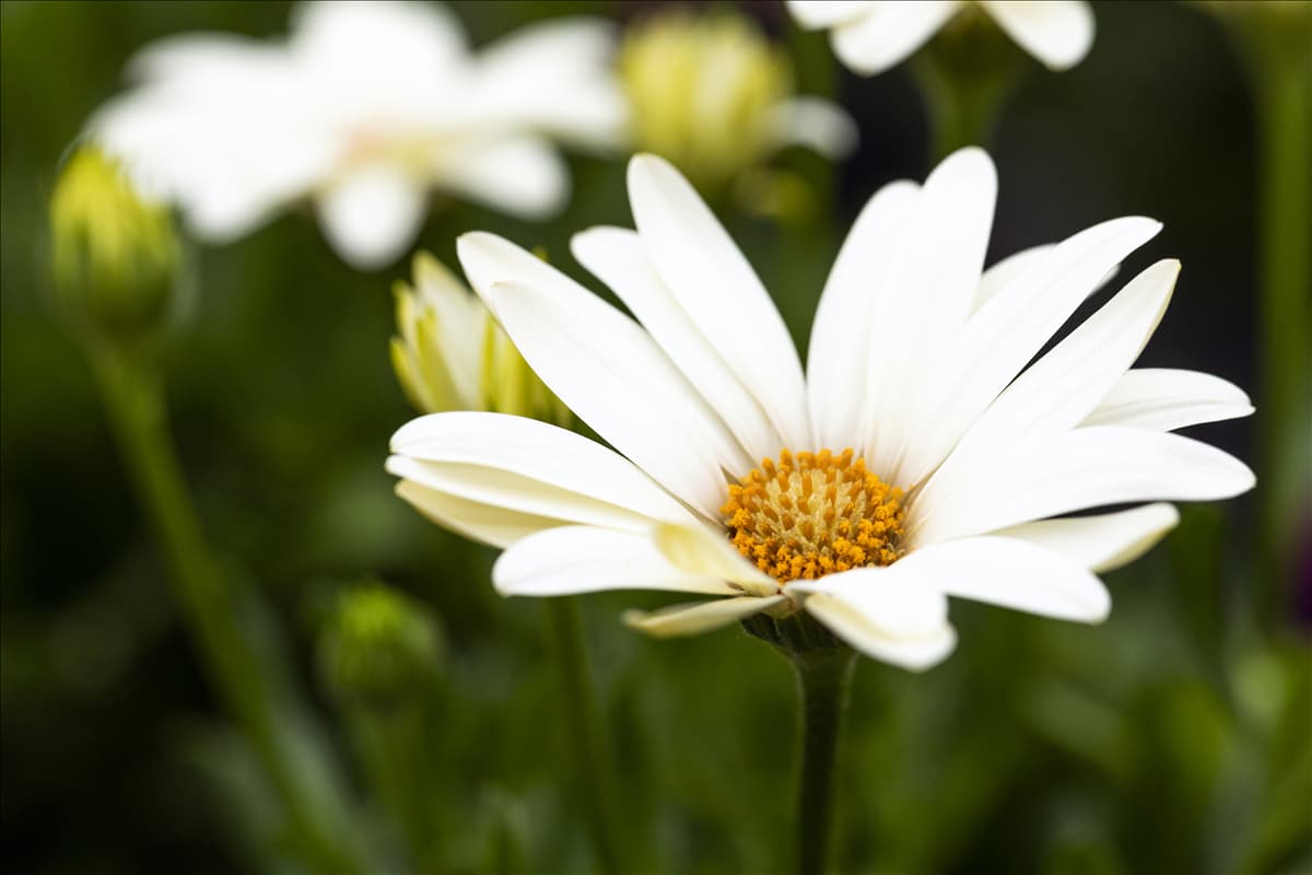 Osteospermum ecklonis 'SummerHero'®