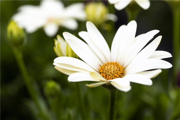 Osteospermum ecklonis 'SummerHero'®