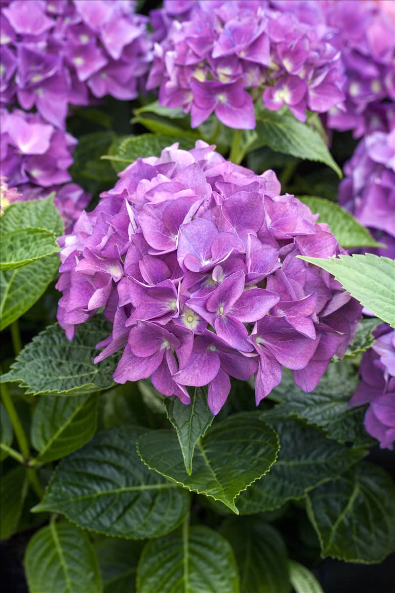 Hydrangea macrophylla 'Hobergine'®