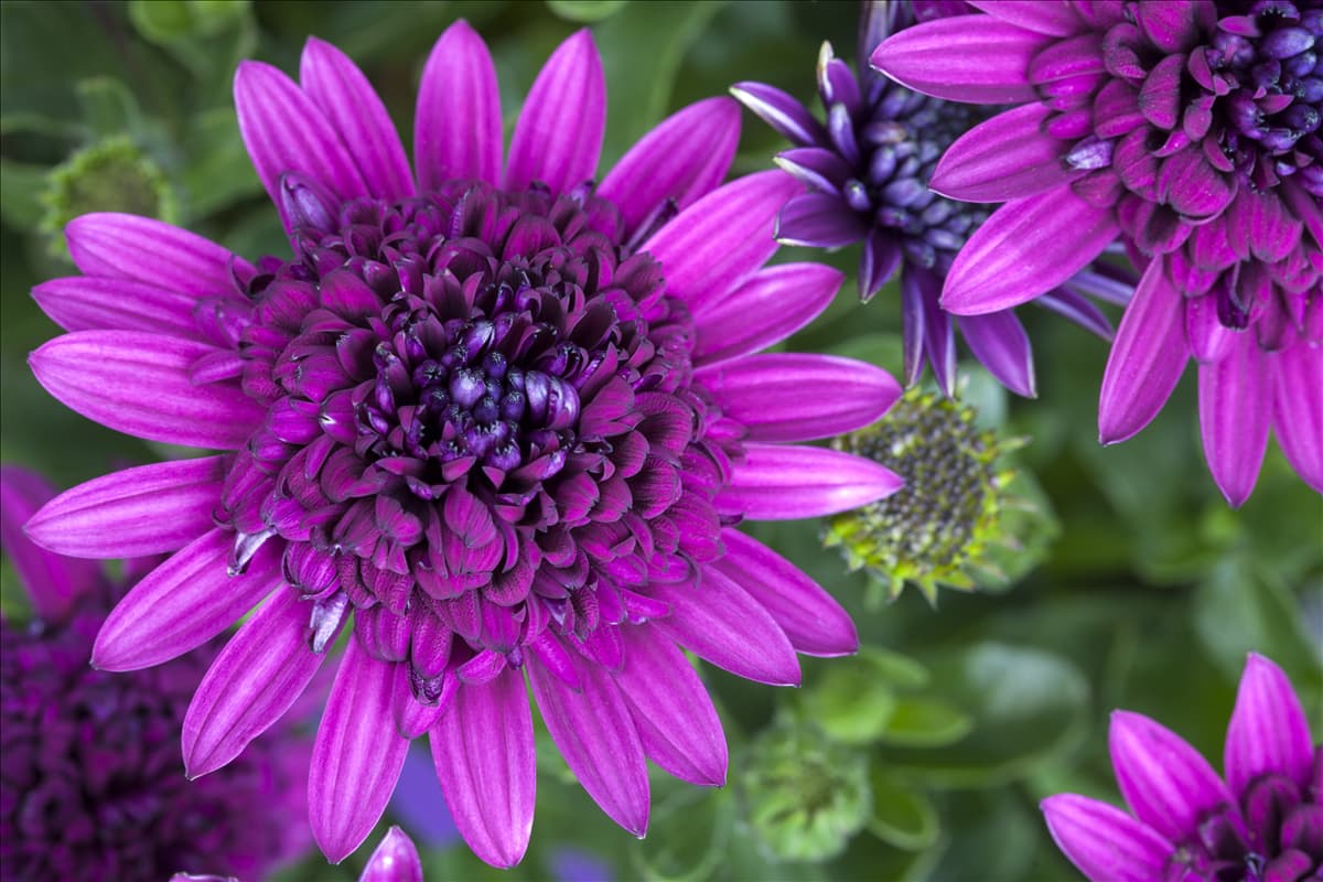 Osteospermum ecklonis