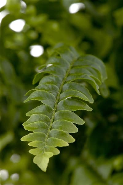 Nephrolepis exaltata 'Green Lady'