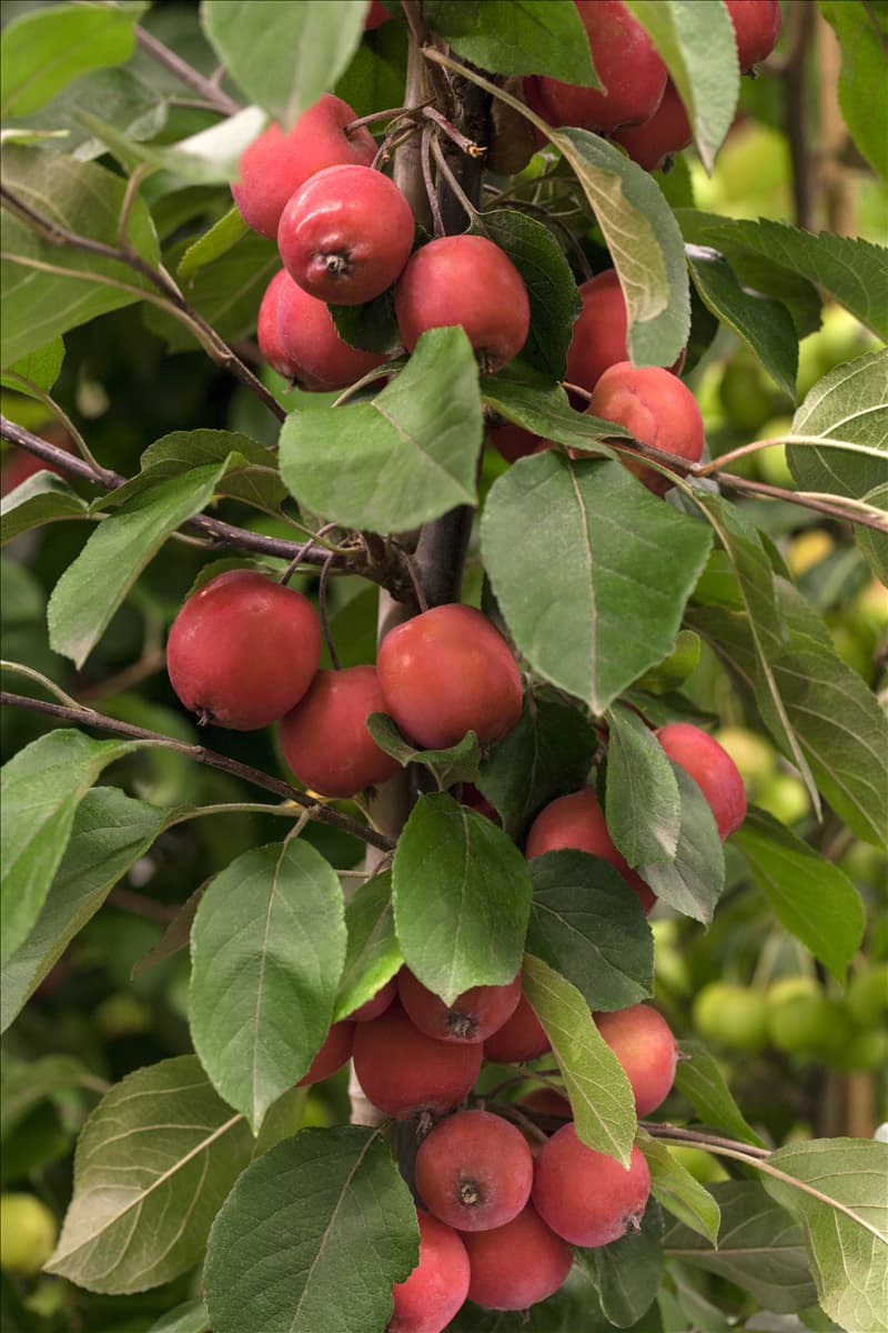 Malus Hybride