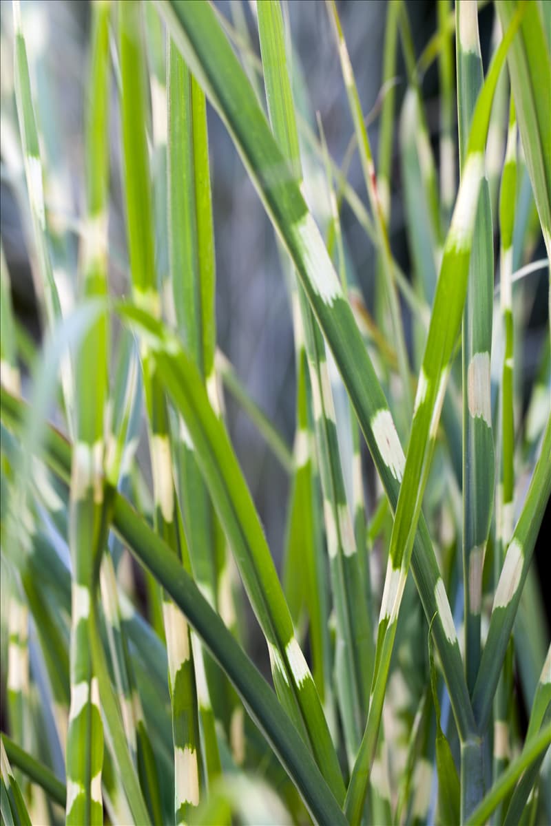 Miscanthus sinensis 'Strictus'