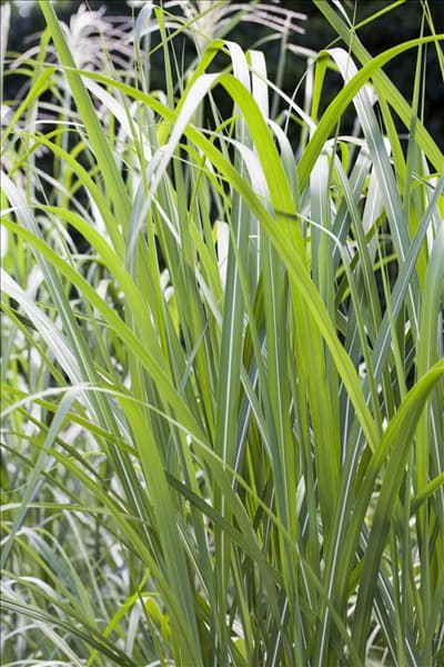 Miscanthus x giganteus