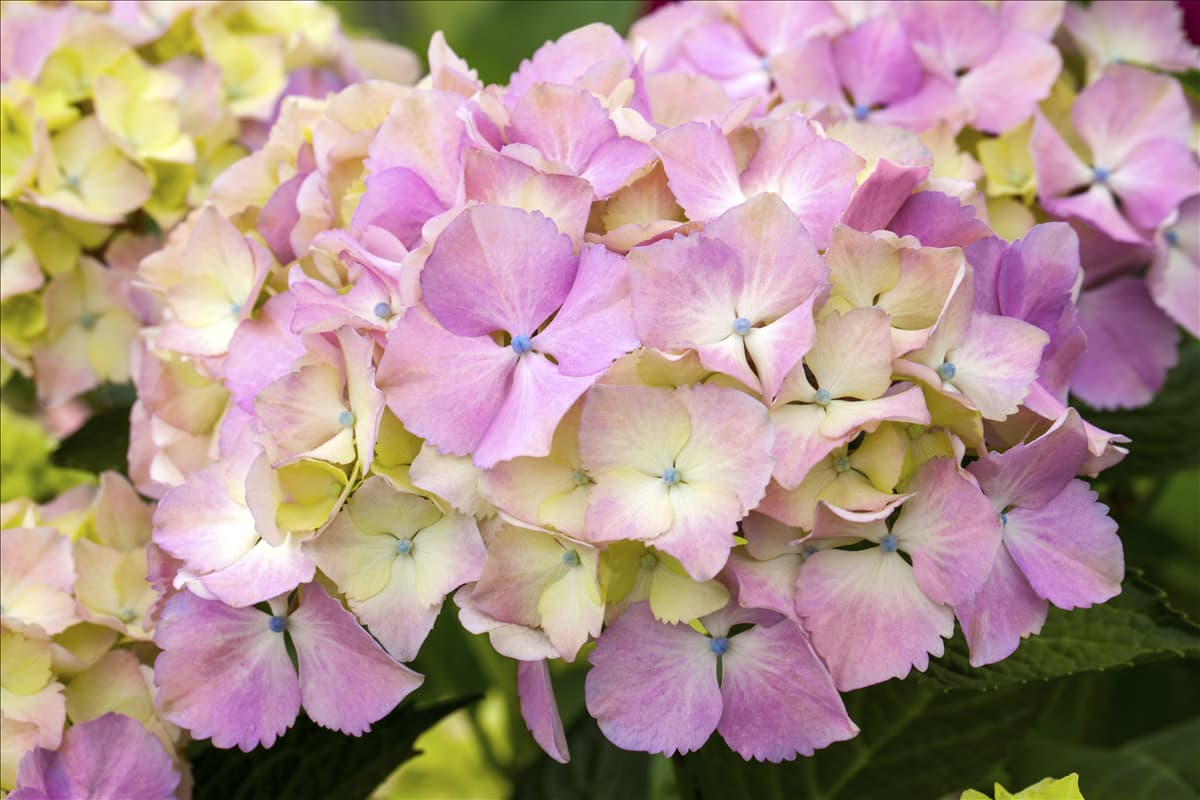 Hydrangea macrophylla 'Magical Harmony'®(s)