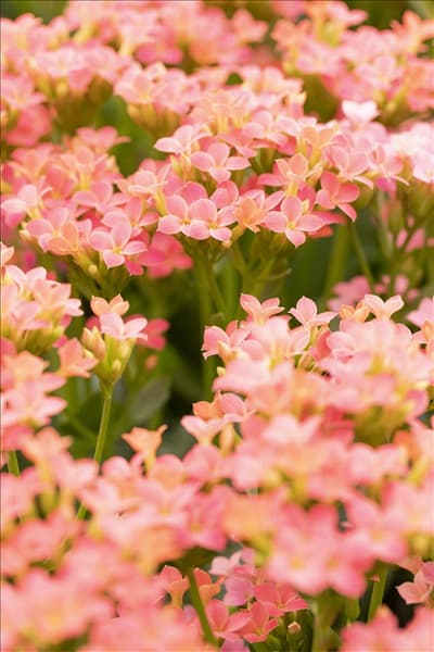 Kalanchoe blossfeldiana 'Calanday'®