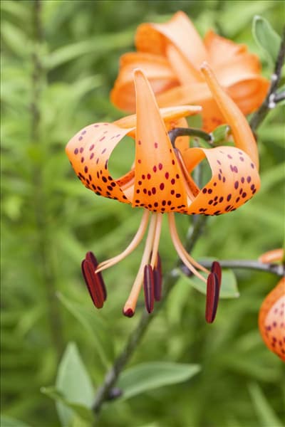 Lilium martagon