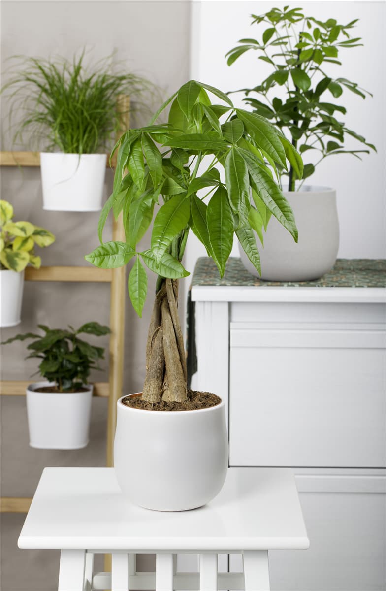 Pachira aquatica