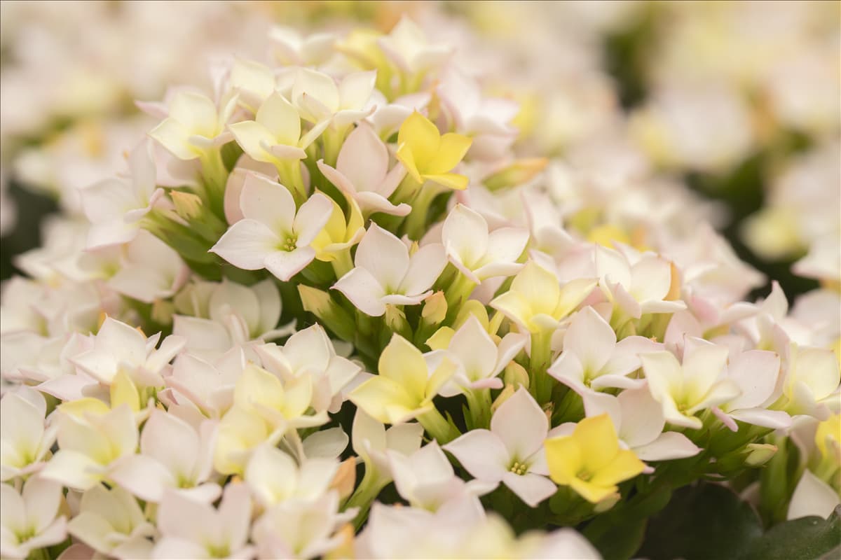 Kalanchoe blossfeldiana 'Calanday® Discodip'