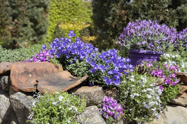 Campanula portenschlagiana