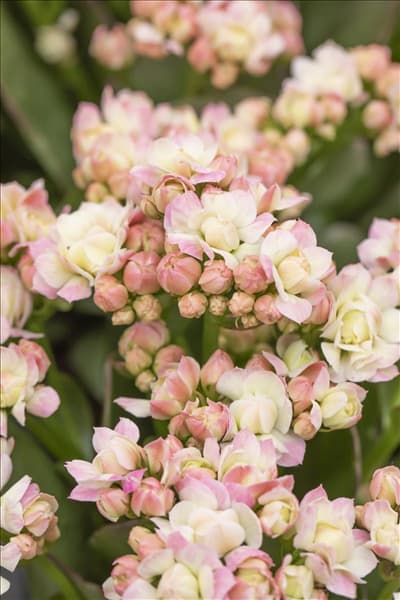 Kalanchoe blossfeldiana 'Grandiva'®