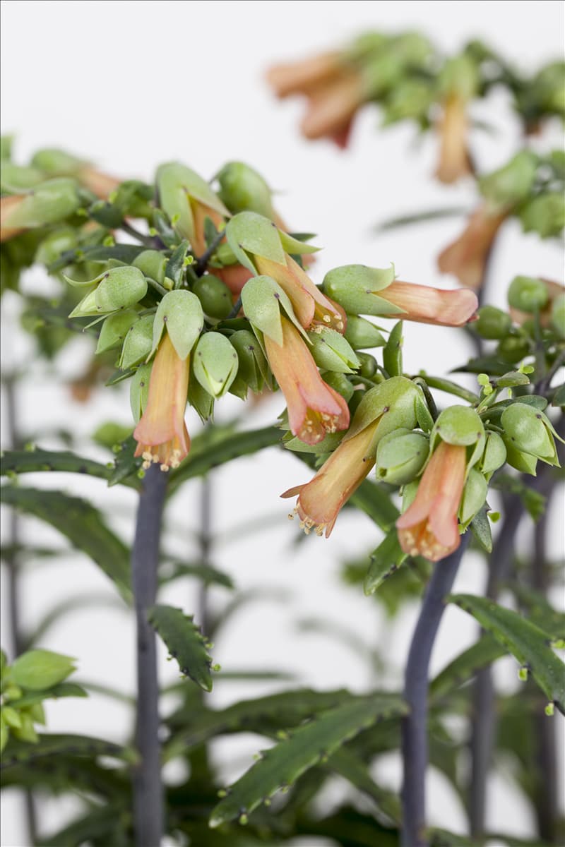 Kalanchoe blossfeldiana 'Lucky Bells'