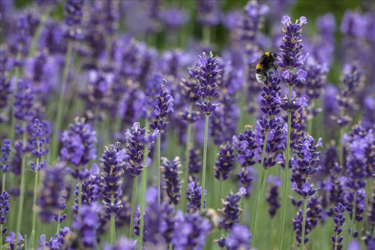 Lavandula angustifolia