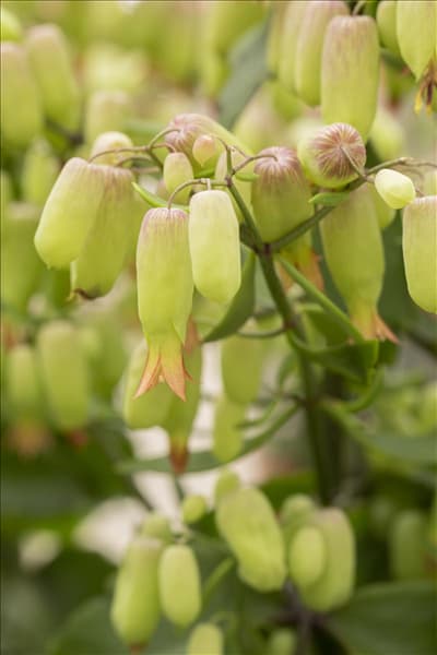 Kalanchoe blossfeldiana 'Magic Bells'