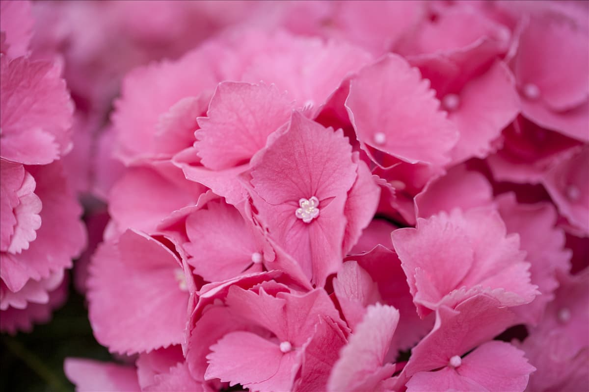 Hydrangea macrophylla 'Schöne Bautznerin'