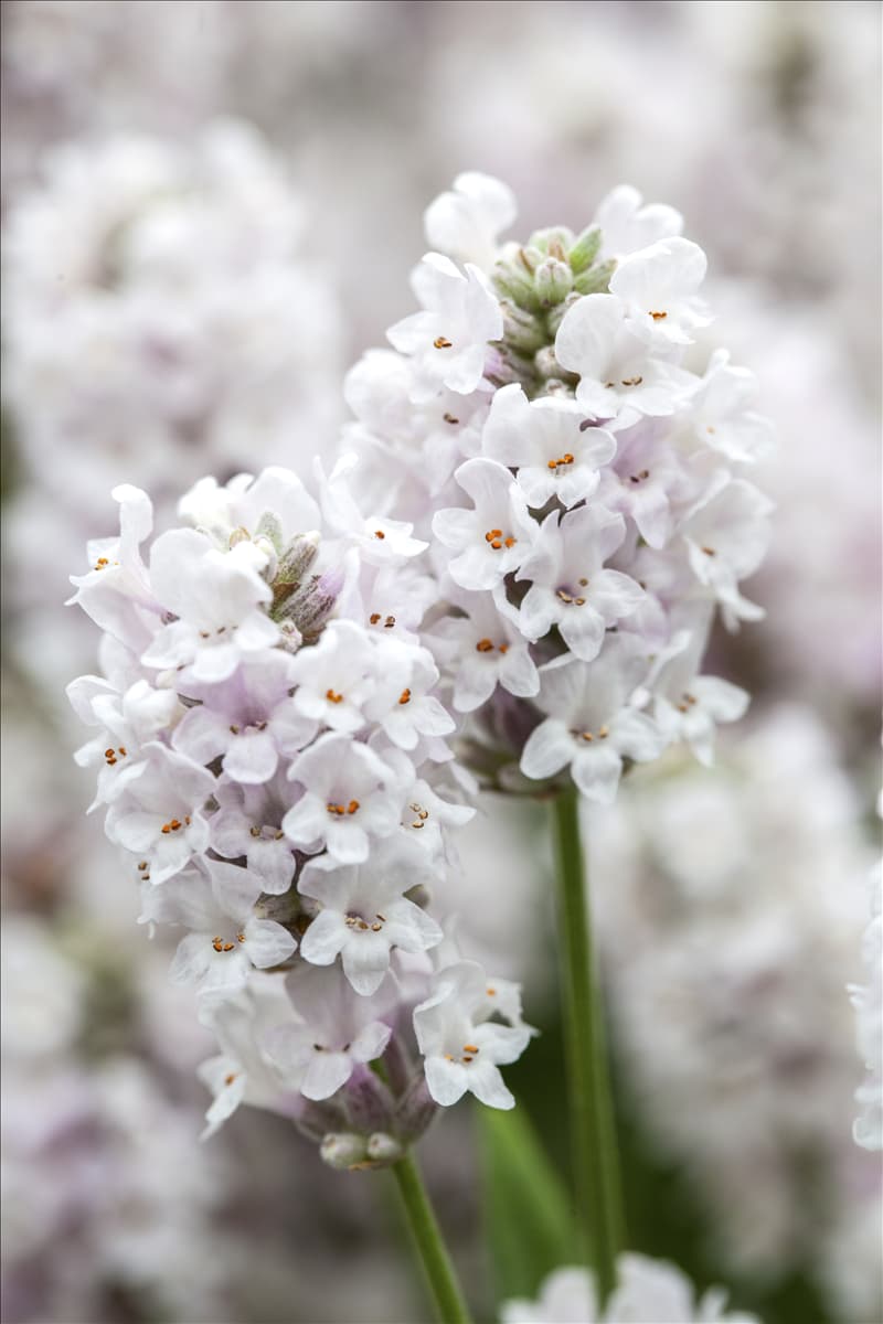 Lavandula angustifolia Ellagance 'Snow'
