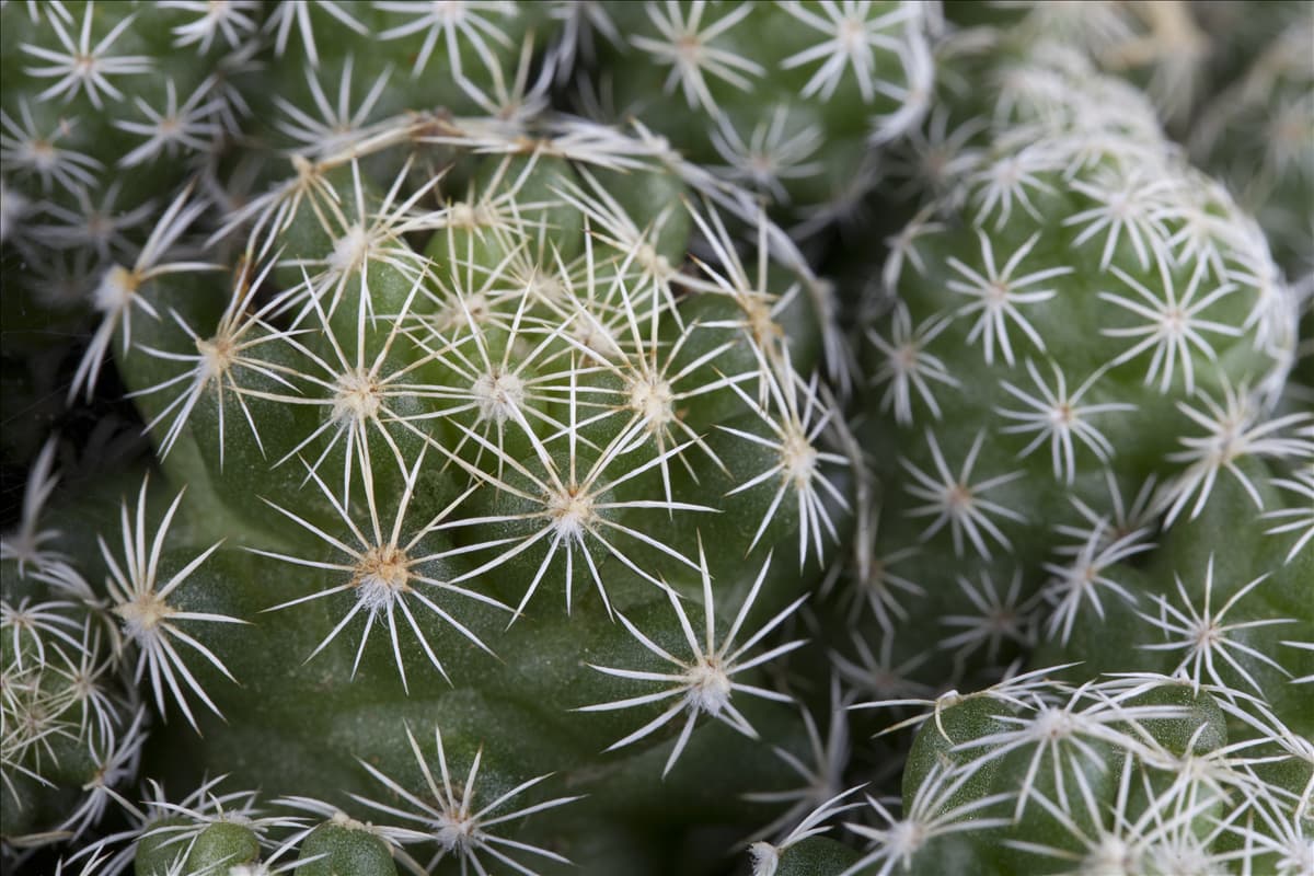 Cactus