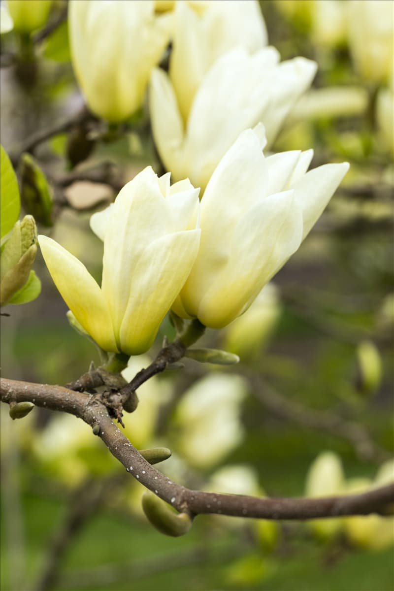 Magnolia, gelb