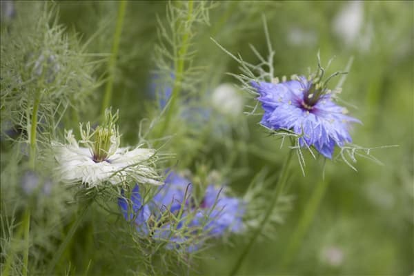 Nigella damascena