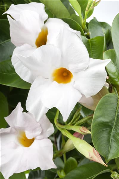 Mandevilla sanderi 'Sundaville® White'