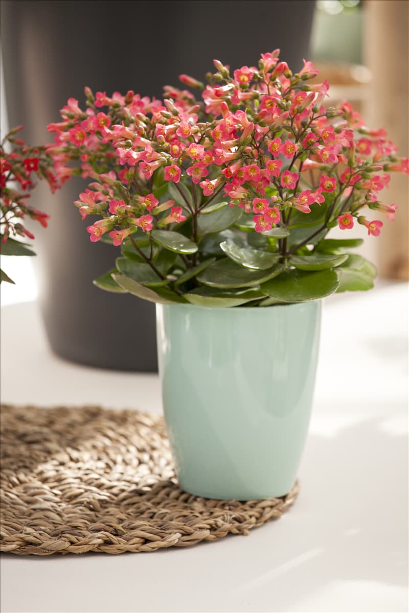 Kalanchoe manginii