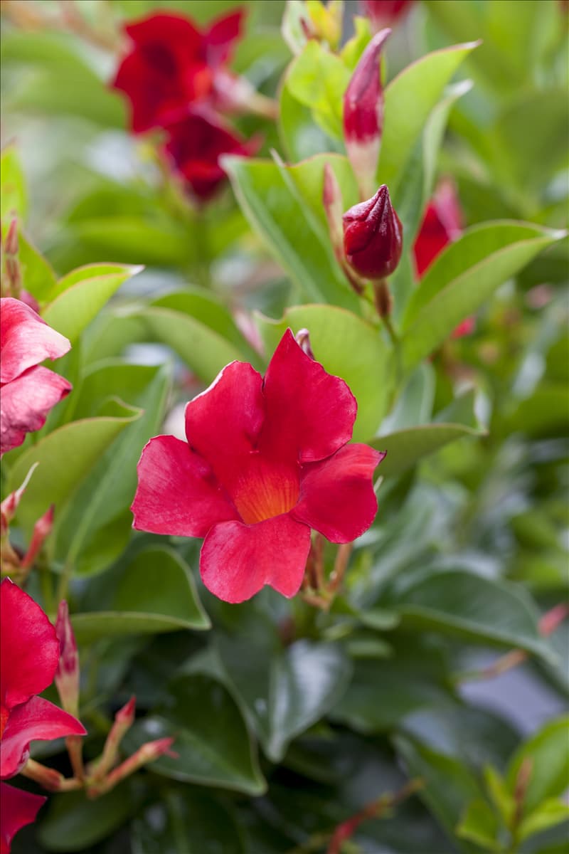 Mandevilla sanderi 'Rio Deep Red'