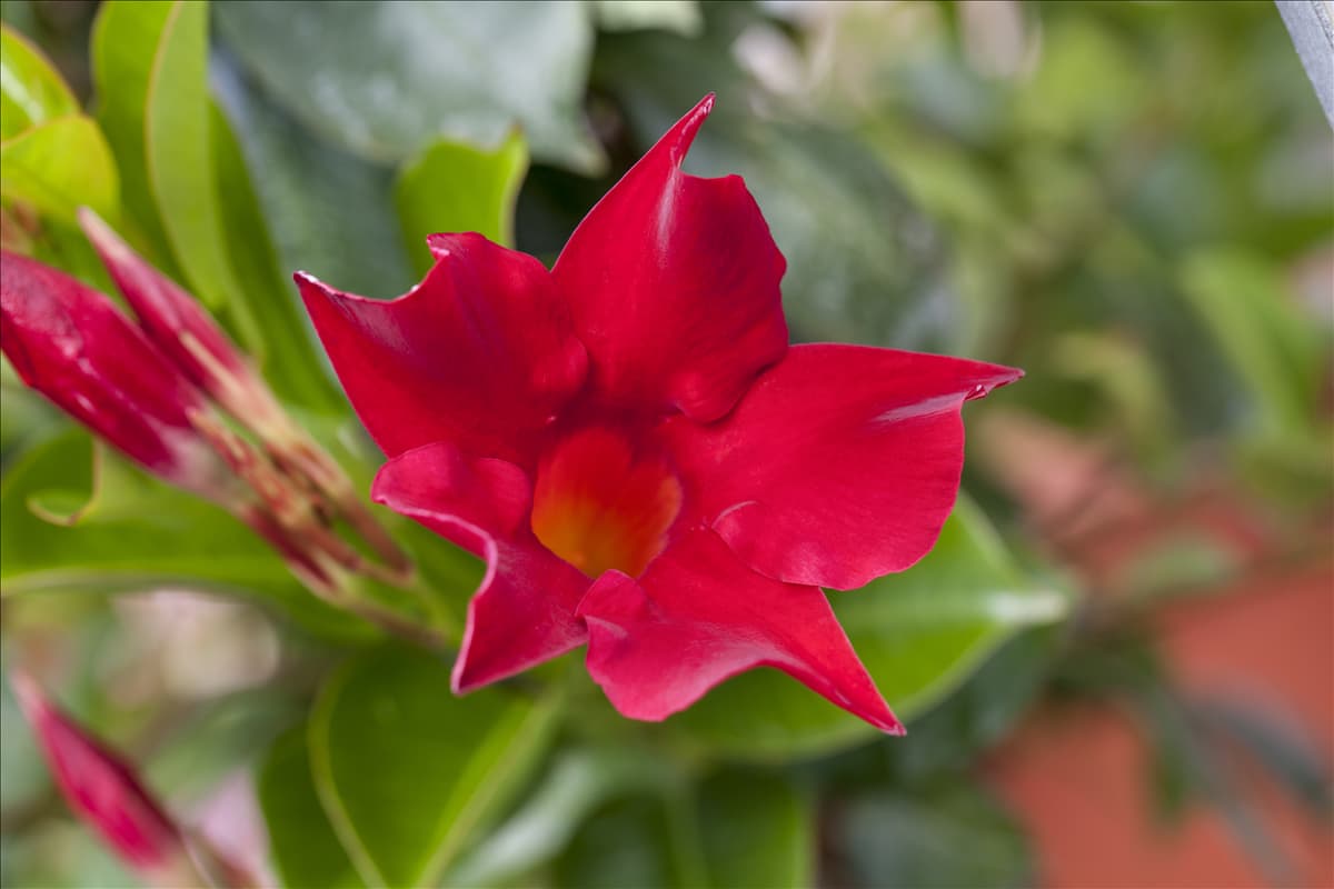 Mandevilla sanderi 'Sundaville'®