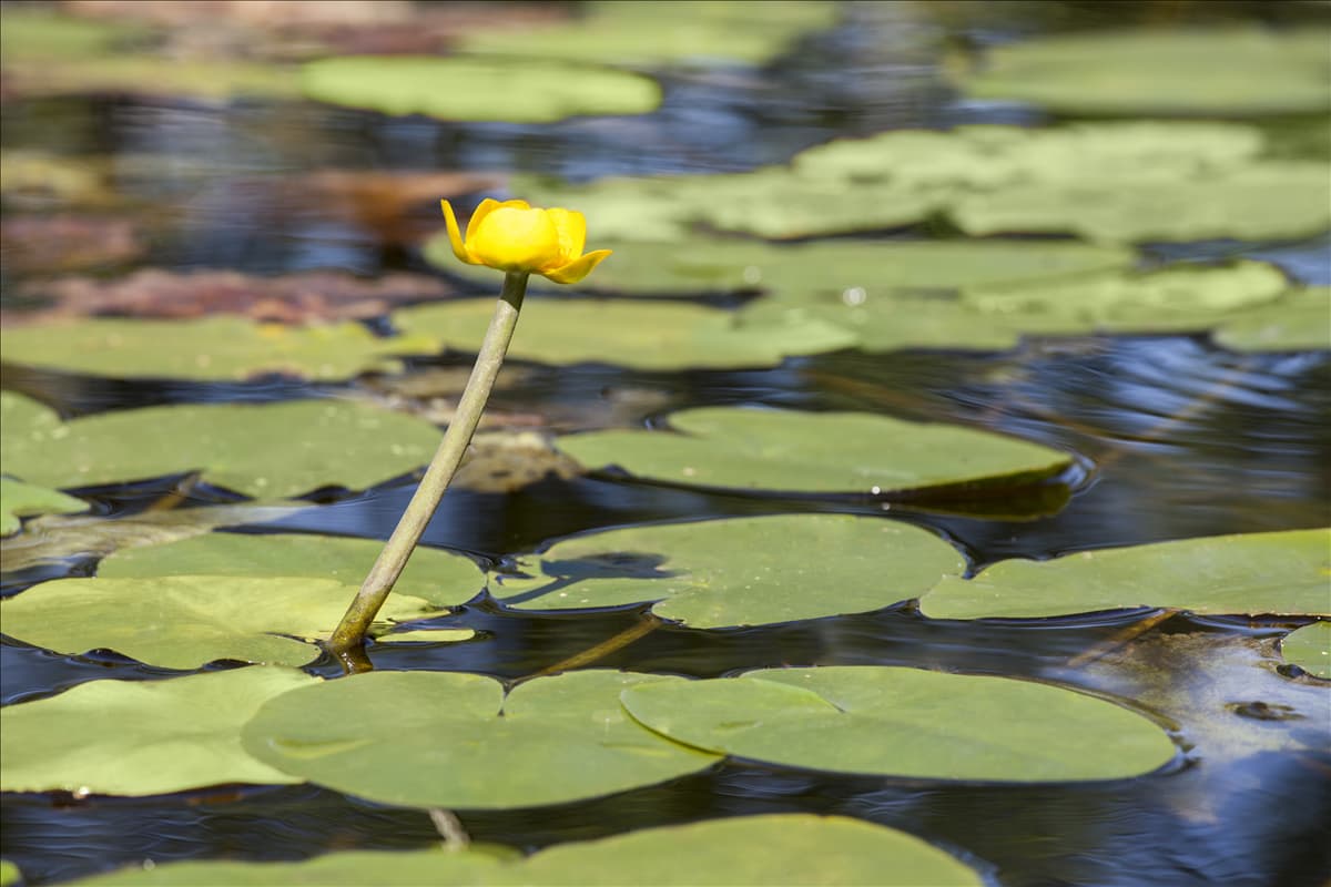 Nuphar lutea