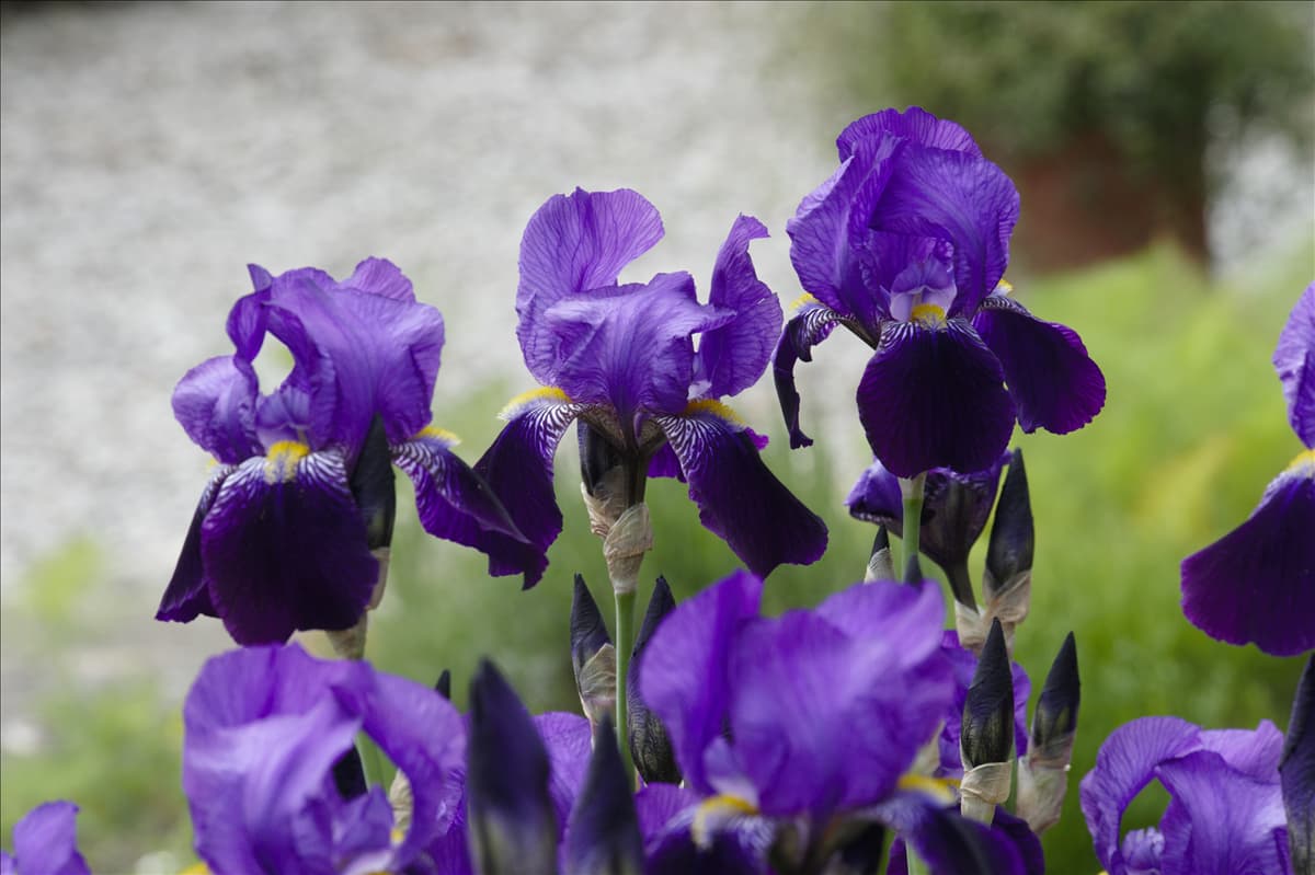 Iris x germanica, violett