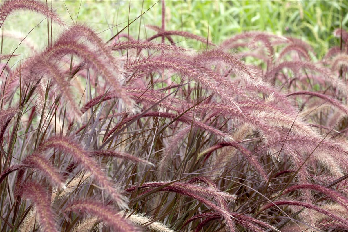 Pennisetum setaceum 'Rubrum'