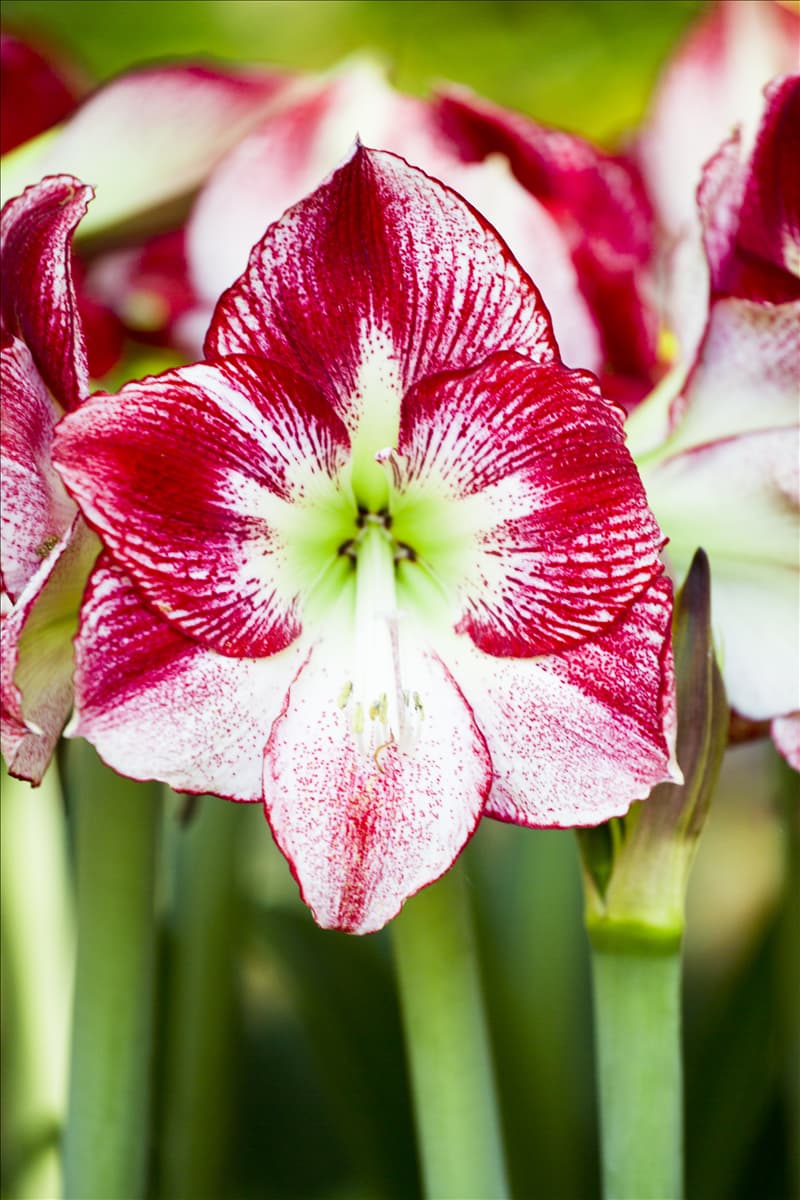 Hippeastrum