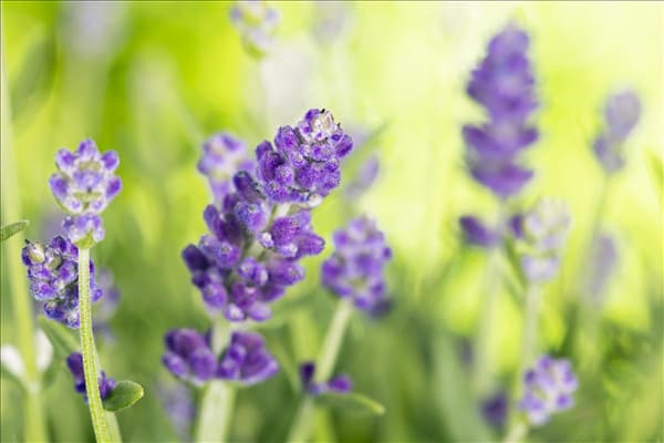 Lavandula angustifolia