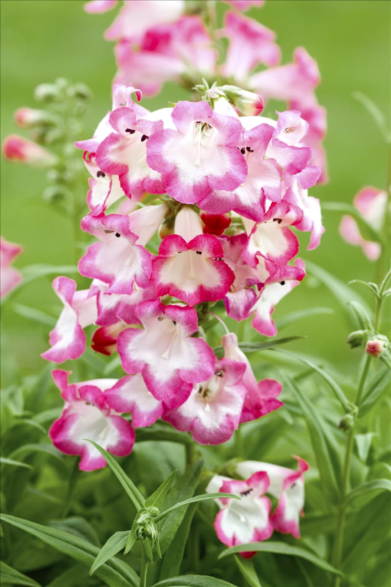 Penstemon barbatus 'Picotee Red'