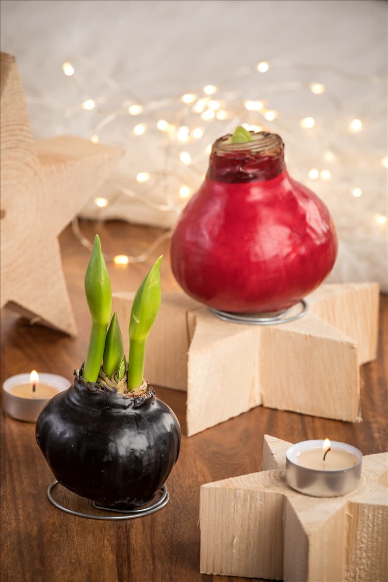 Hippeastrum Waxz®