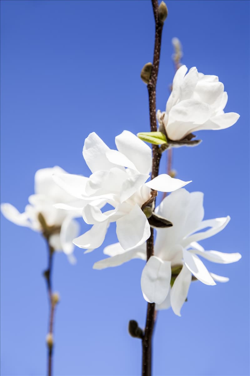 Magnolia x loebneri 'Merrill'